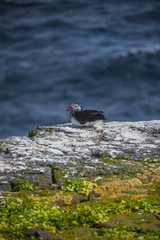  Icelandic puffin with fish in its beak at remote islands, Icela