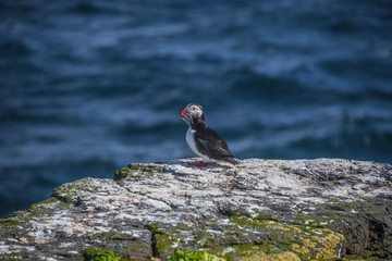  Icelandic puffin with fish in its beak at remote islands, Icela