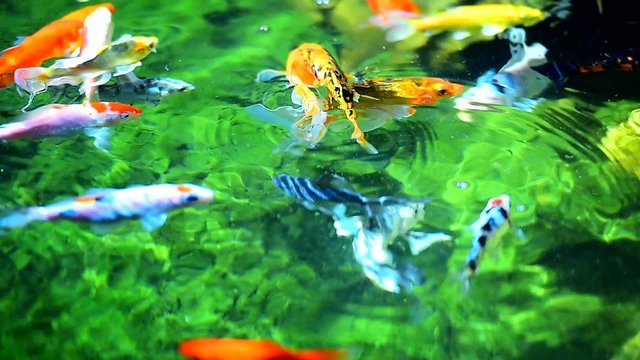 renkli bahçe havuzu balıkları