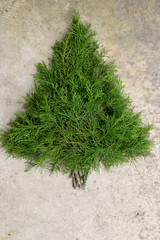 Rustic cedar Christmas tree background