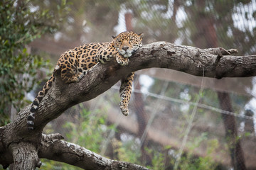 Fototapeta na wymiar Cheetah sleeping on the tree in zoo