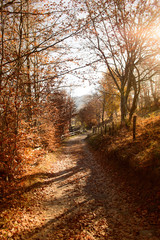 Fototapeta na wymiar trail through the autumn forest 