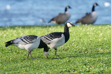 Barnacle Goose, Branta leucopsis