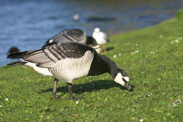 Barnacle Goose, Branta leucopsis