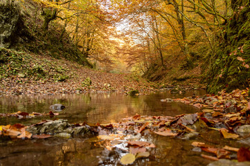 trail with river through the autumn forest
