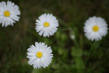 Białe kwiaty © Aruru