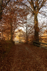 Naklejka premium trail with river through the autumn forest 