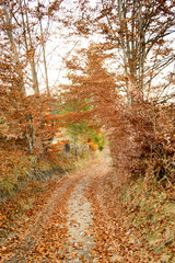trail with river through the autumn forest
