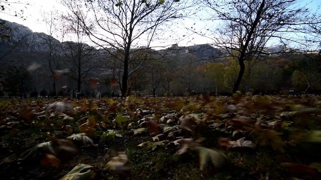 r&uuml;zgarlı havada sonbahar yaprakları