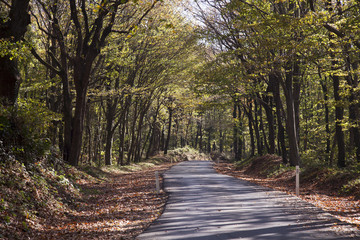 Obraz premium jesień i droga