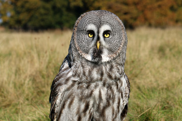 Great gray owl portrait