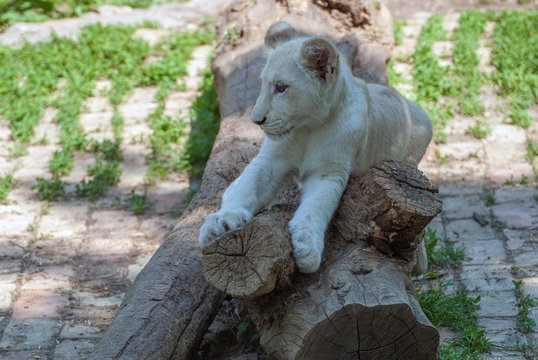 Lion cub resting