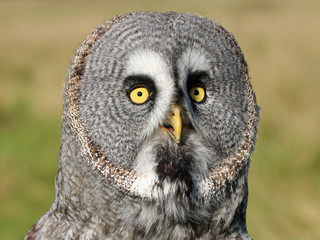 Great gray owl portrait
