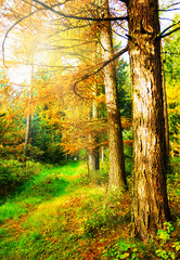 Obraz premium herbstlicher Waldweg