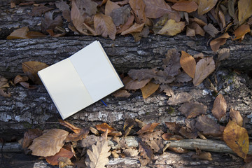 autumn leaves and empty book