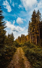 Fototapeta na wymiar The road through the wood, Carpathians
