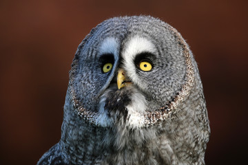 Great gray owl portrait