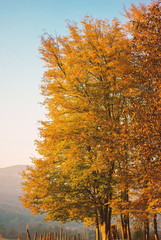 Autumn season landscape tree, rural area