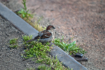 sparrow on metal rail
