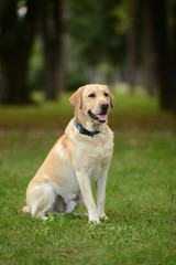 Yellow labrador in the park