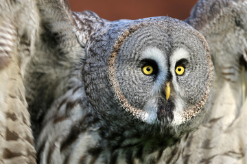 Great gray owl portrait