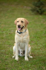 Yellow labrador in the park