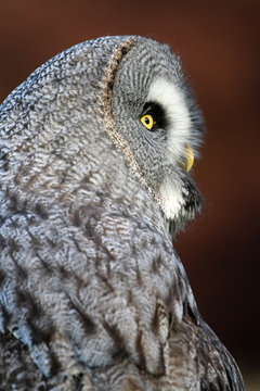 Great gray owl portrait