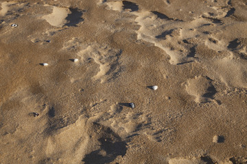 sand texture