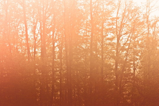 Fototapeta Forest tree, Early morning magic sunset
