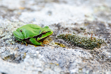 RANA VERDE LITHOBATES CLAMITANS
