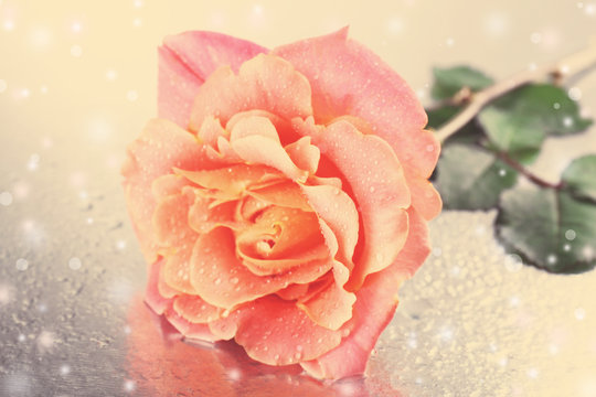 Beautiful orange rose on silver surface, close-up