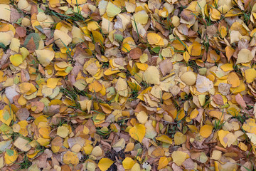 Fallen yellow leaves on the green grass