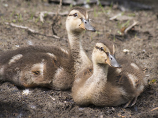 Juvenile ducks relaxing