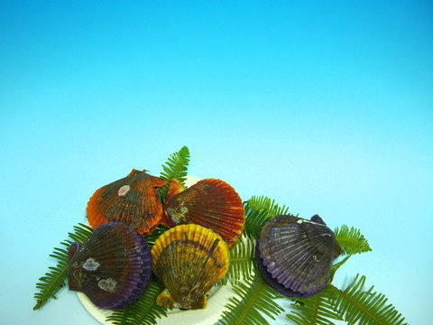 緋扇貝images Browse 53 Stock Photos Vectors And Video Adobe Stock