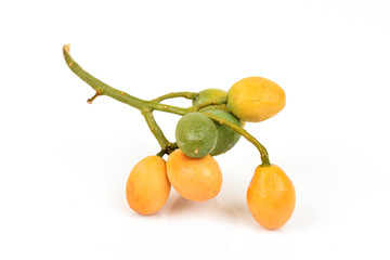 Neem, Neem Tree, Nim, Margosa, Quinine, Holy tree, Indian Margosa Tree, Pride of china, Siamese...