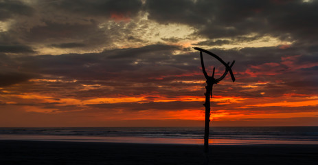 Drift Wood Sunset