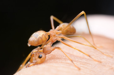 ant