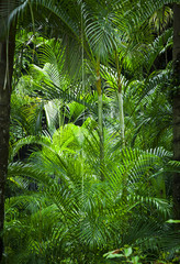 Lush green jungle background - 96409456