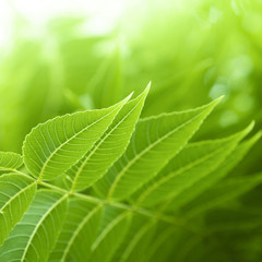 Fresh green leaves background