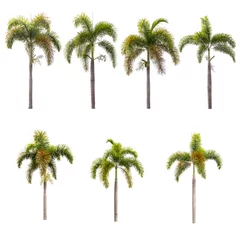 Wall murals Palm tree palm trees isolated on white