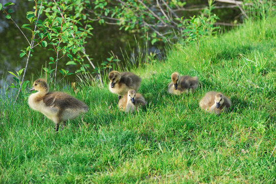 baby Canada geese