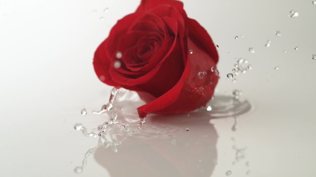 Red rose falling on water surface. Shot with high speed camera, phantom flex 4K.  Slow Motion. 
