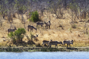 Naklejka premium Waterbuck in Kruger National park