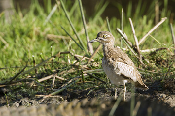 Water thick-knee in Kruger National park