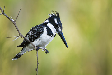 Pied kingfisher in Kruger National park