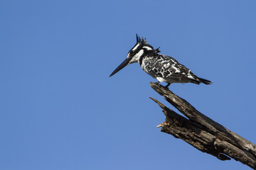 Pied kingfisher in Kruger National park