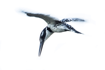 Pied kingfisher isolated in white background