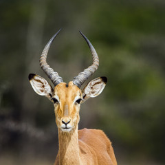 Impala in Kruger National park