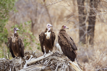 Obraz premium Hooded vulture in Kruger National park