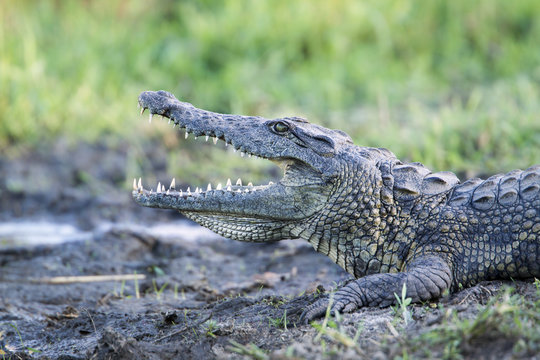 Nile crocodile in Kruger National park